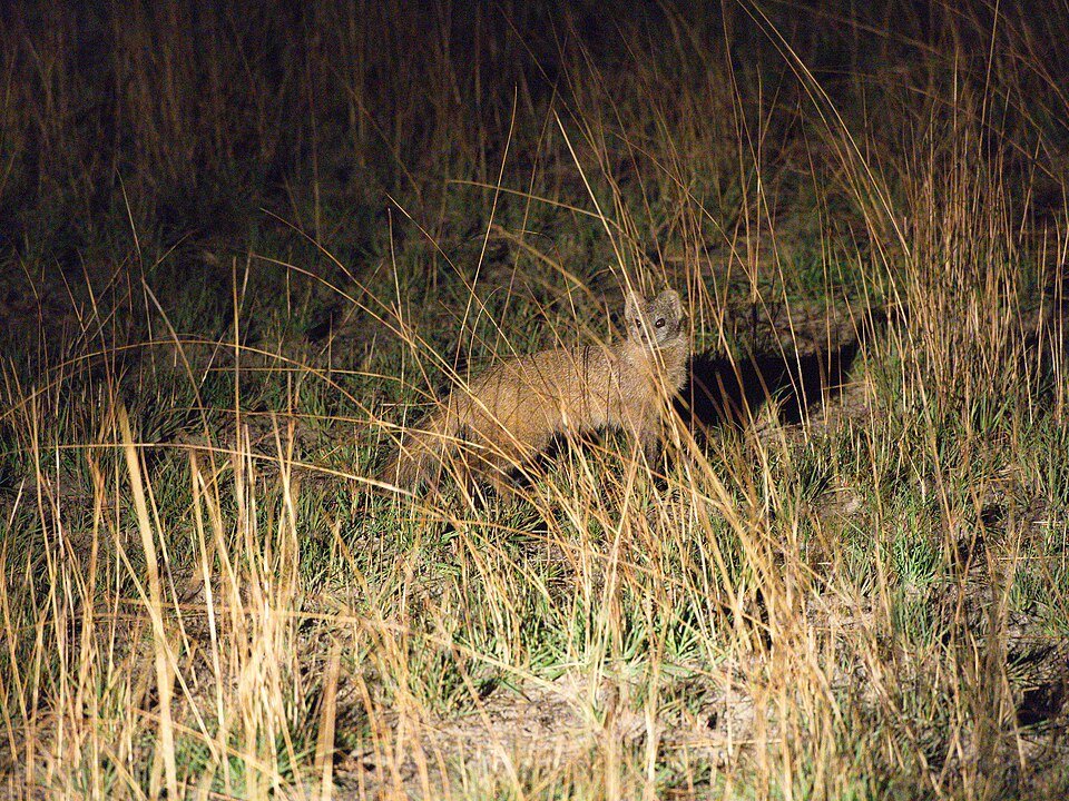 Selous's Mongoose