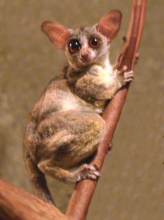 Senegal Bushbaby
