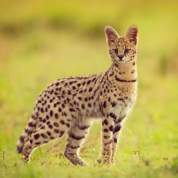 Serval