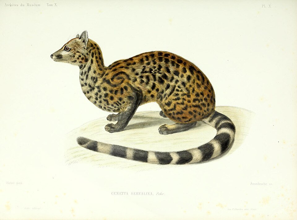 Servaline Genet