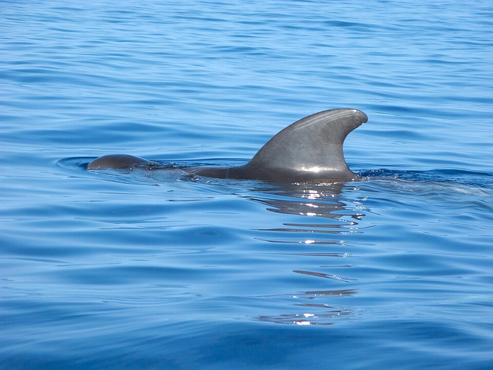Short-finned Pilot Whale