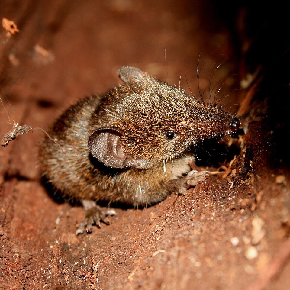 Shrew Tenrec