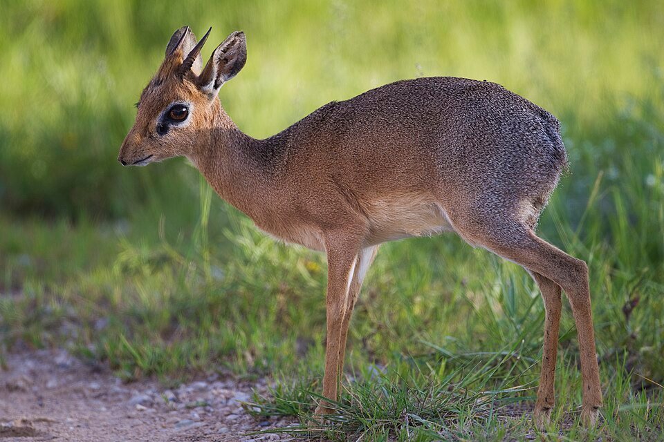 Silver Dik-dik
