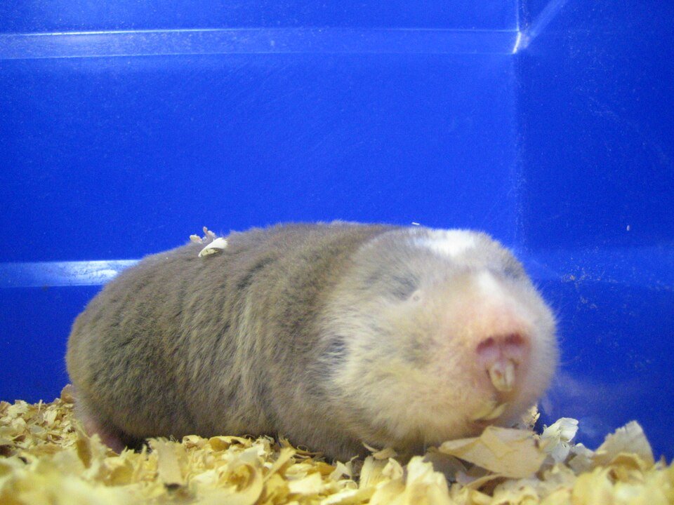 Silvery Mole-rat
