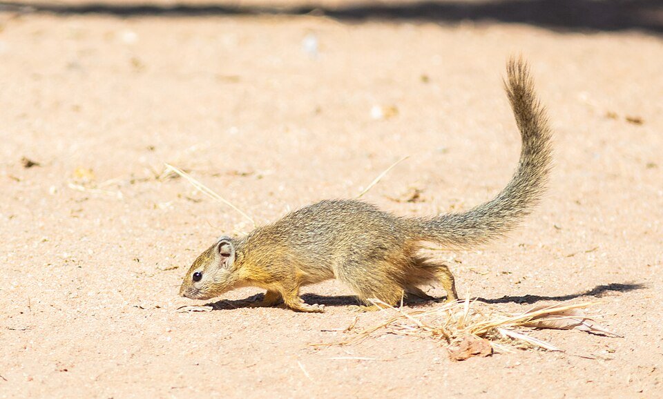 Smith's Bush Squirrel