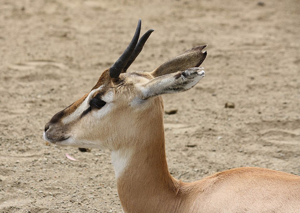 Soemmerring's Gazelle
