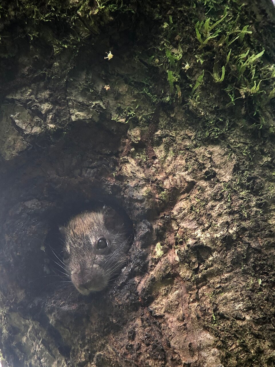 Soft-furred Rat