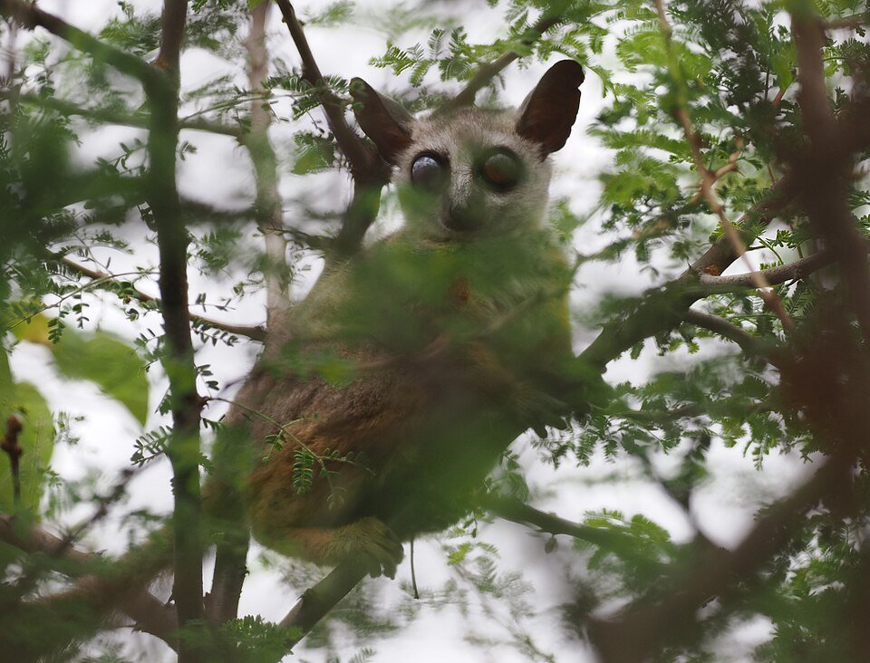 Somali Galago