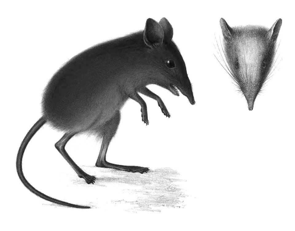 Somali Sengi