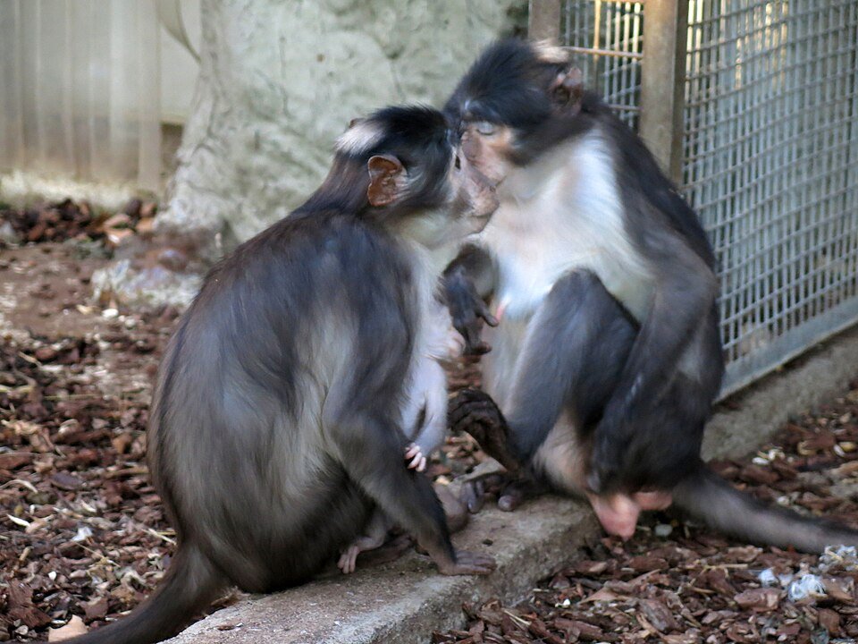 Sooty Mangabey