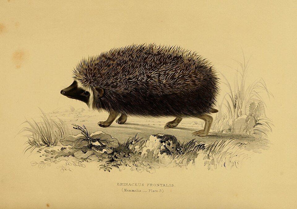 Southern African Hedgehog