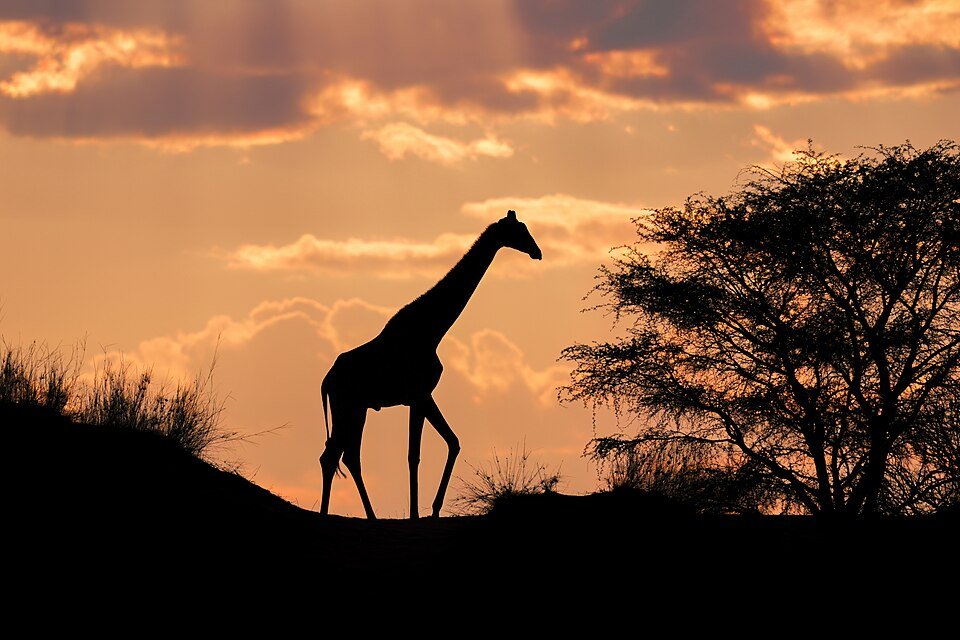 Southern Giraffe