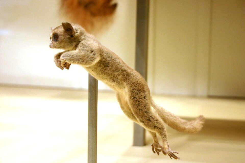 Southern Lesser Galago