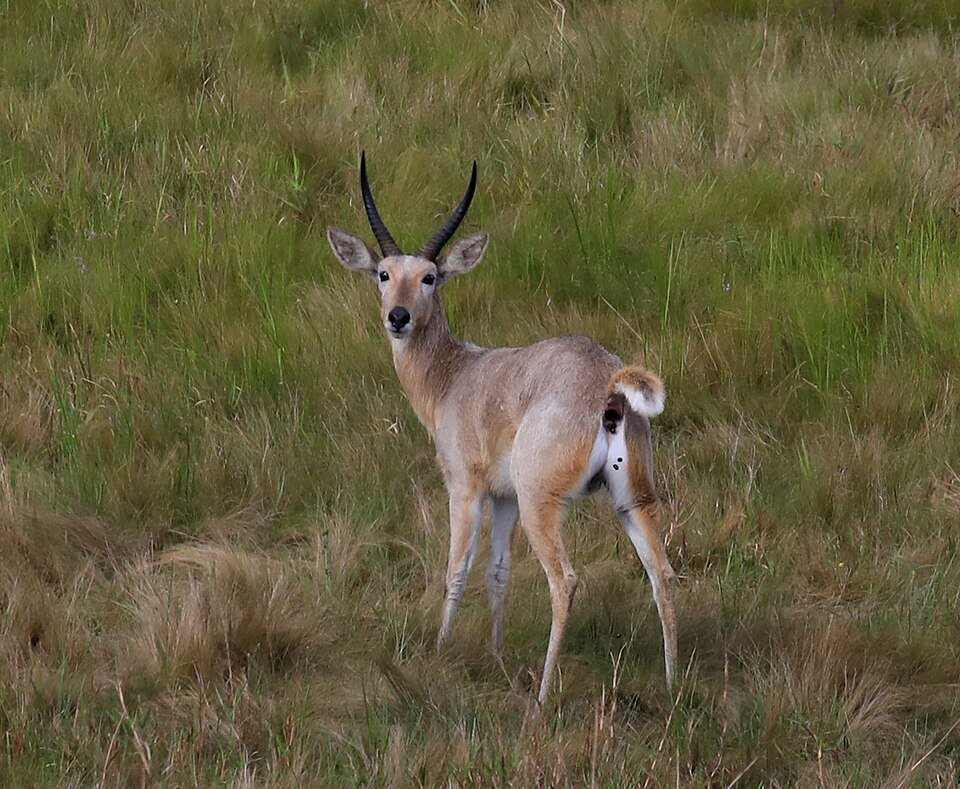 Southern Reedbuck
