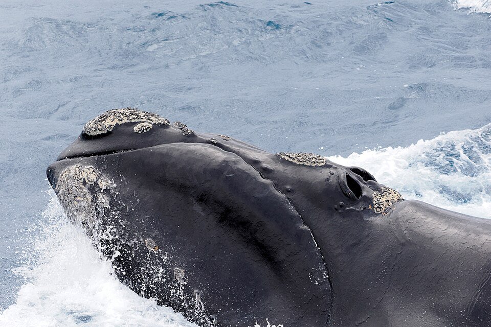 Southern Right Whale
