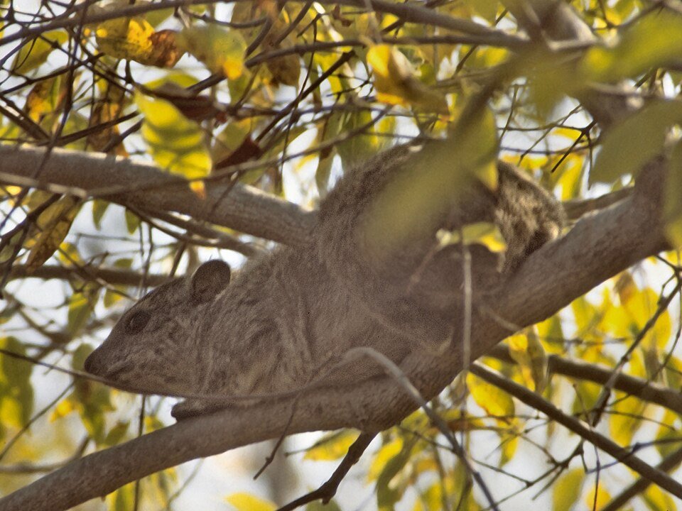 Southern Tree Hyrax