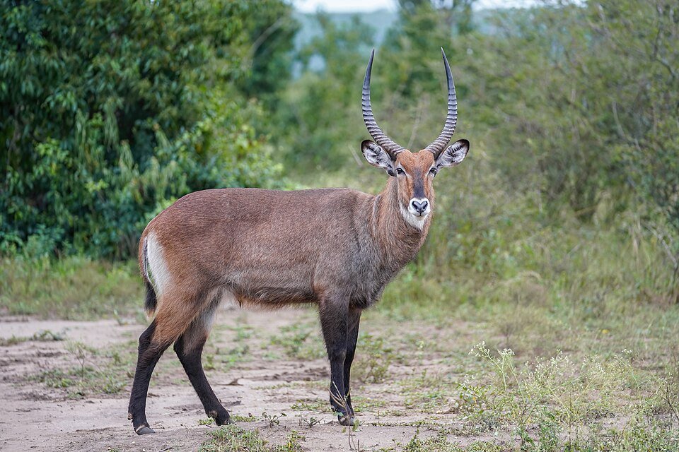 Southern Waterbuck