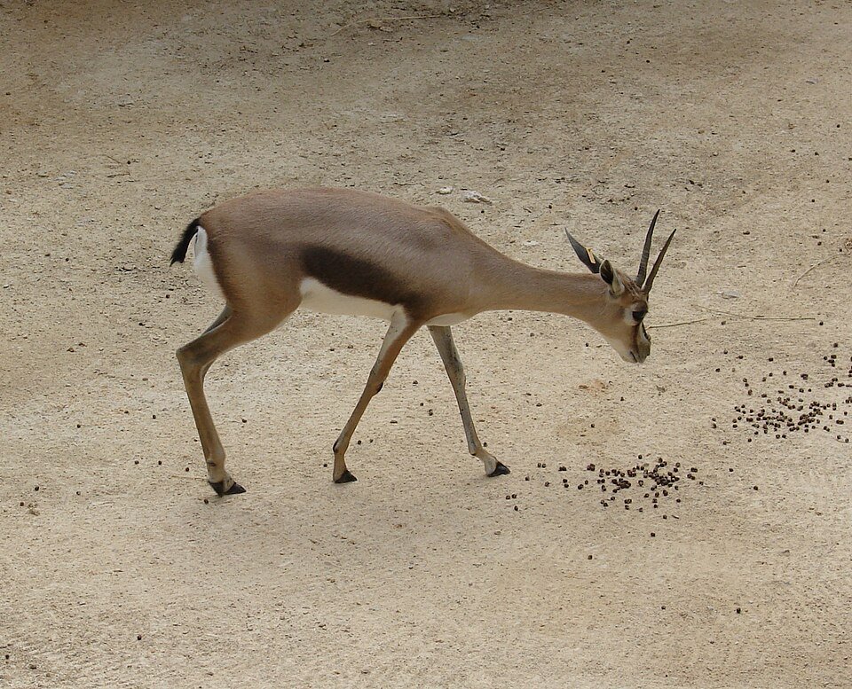Speke's Gazelle