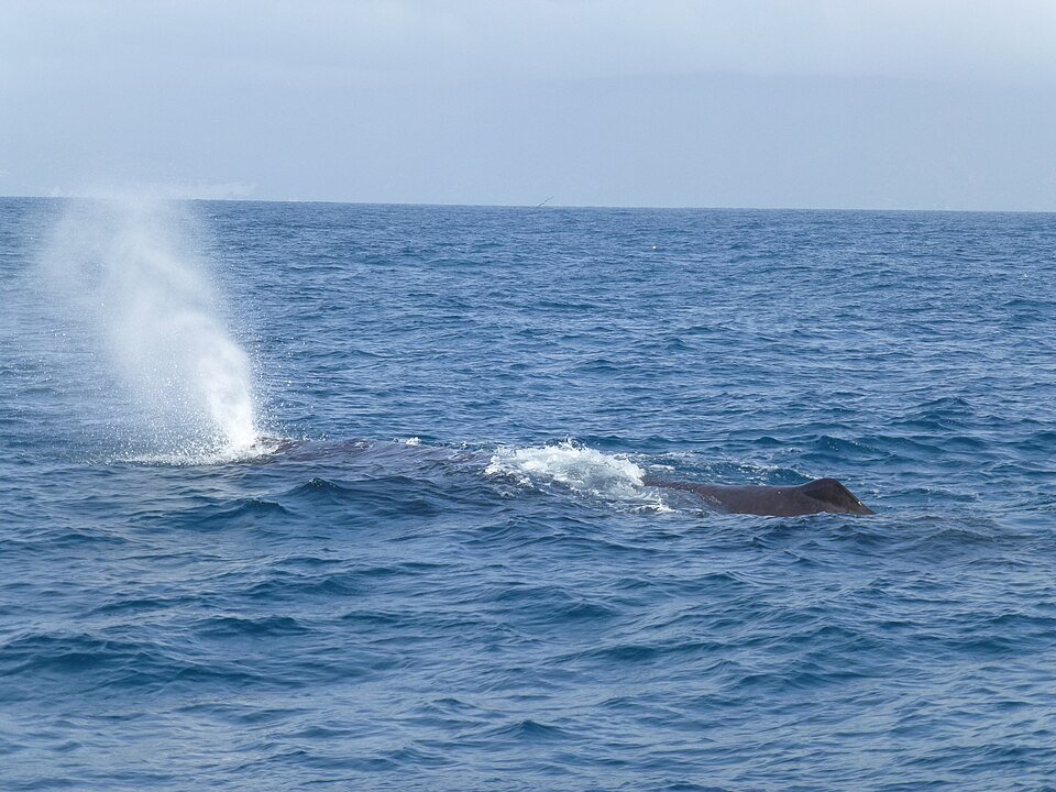 Sperm Whale