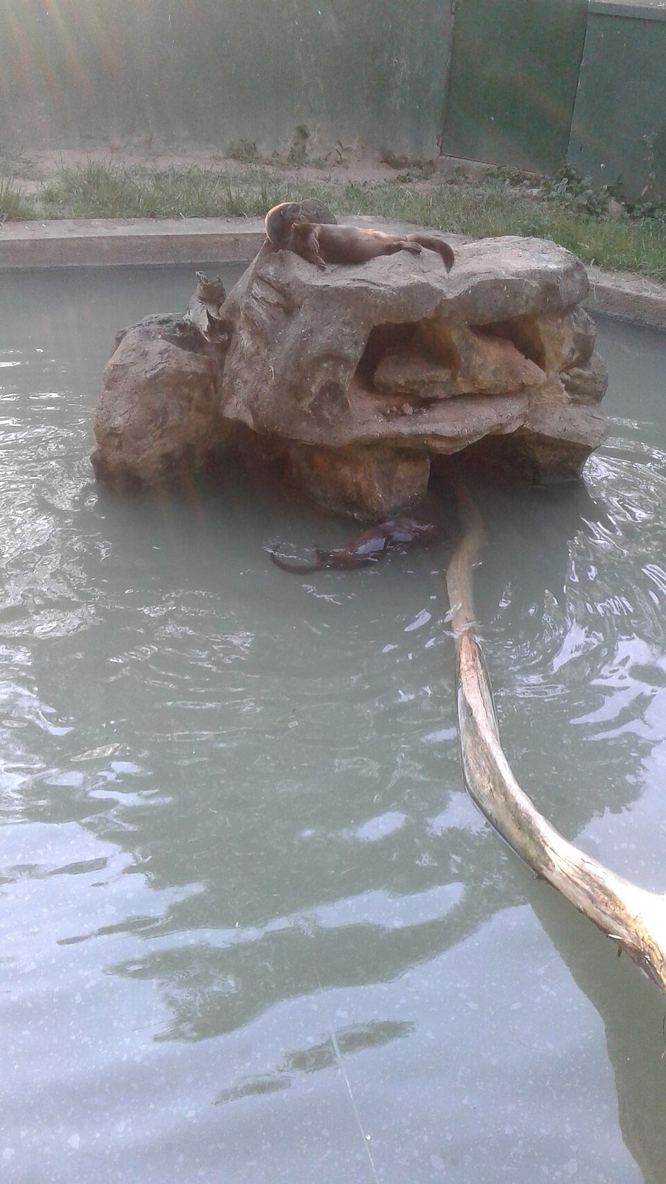 Spotted-necked Otter