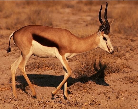 Springbok