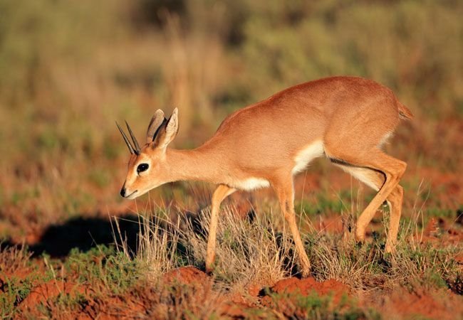 Steenbok