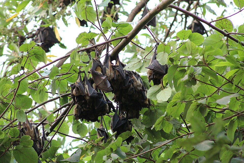 Straw-coloured Fruit Bat