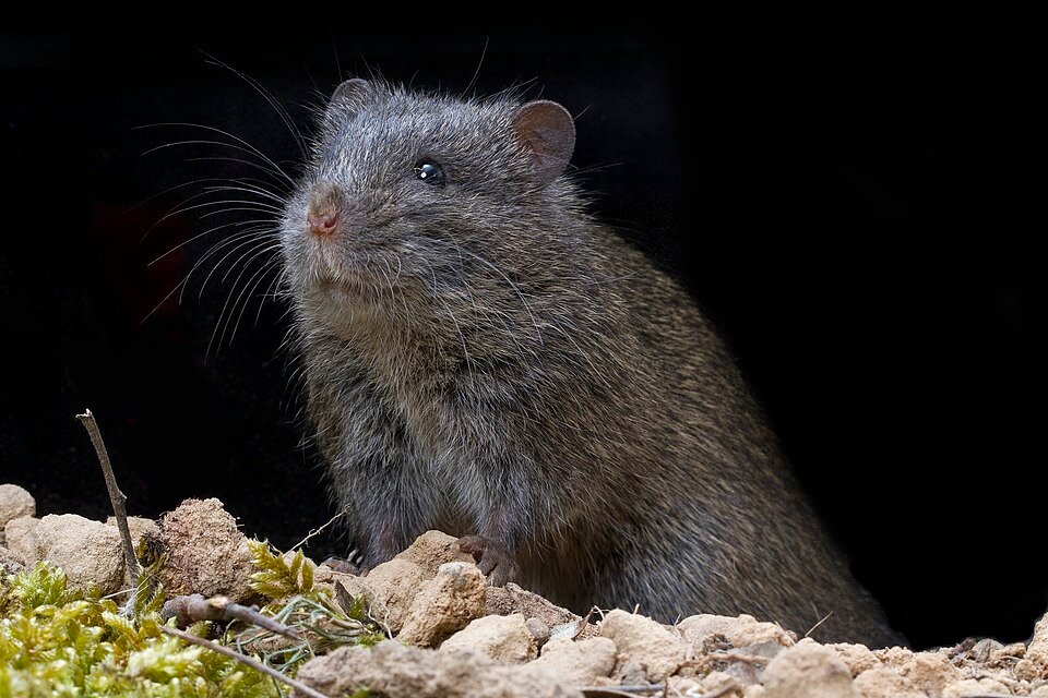 Swamp Rat