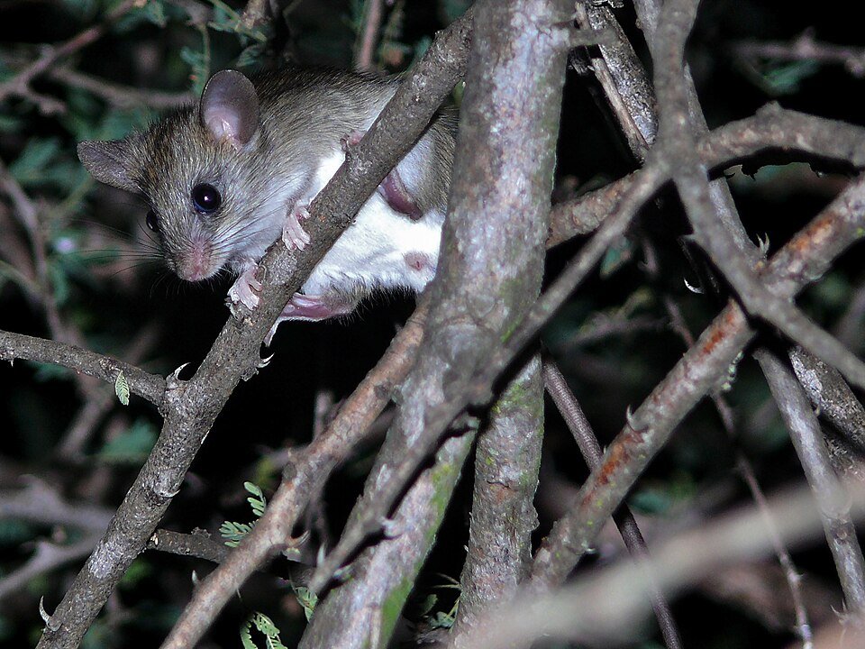 Thicket Rat