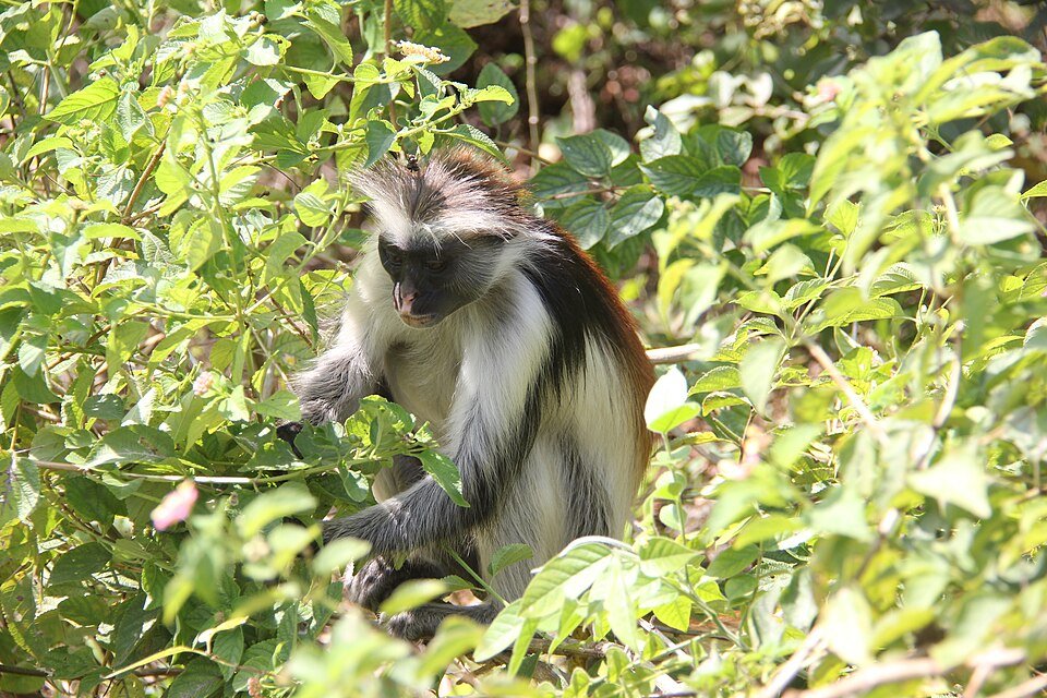 Thollon's Red Colobus