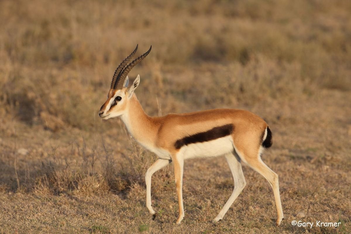 Thomson's Gazelle