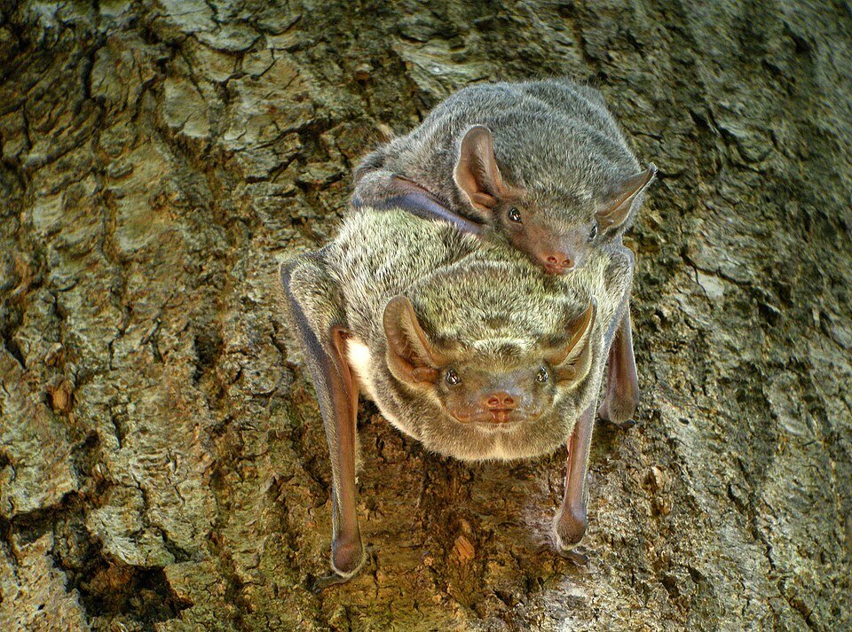 Tomb Bat