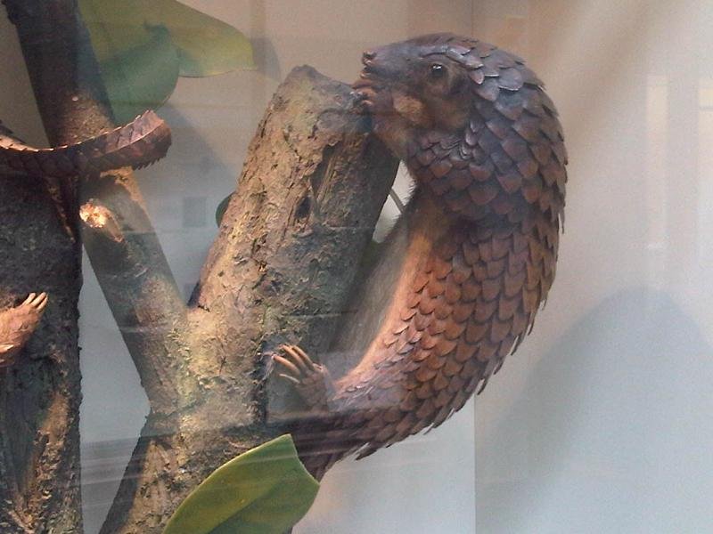 Tree Pangolin