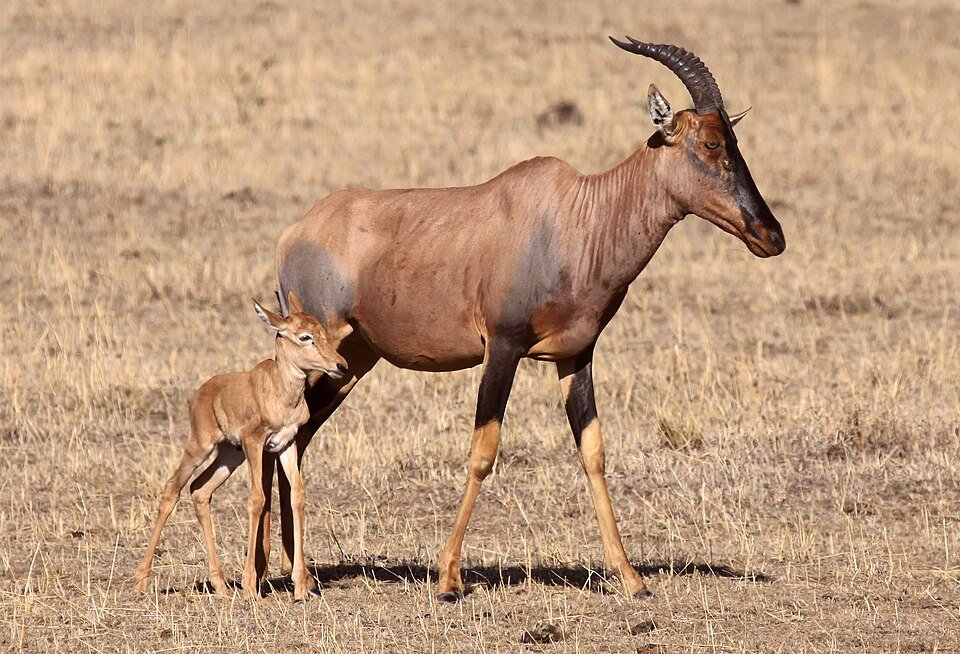 Tsessebe