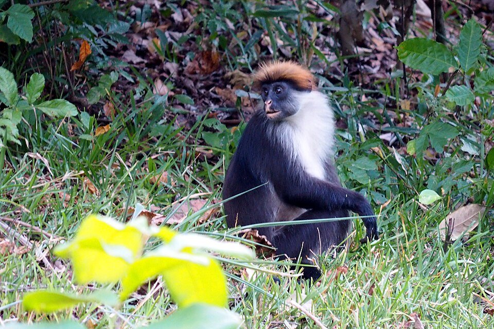 Udzungwa Red Colobus