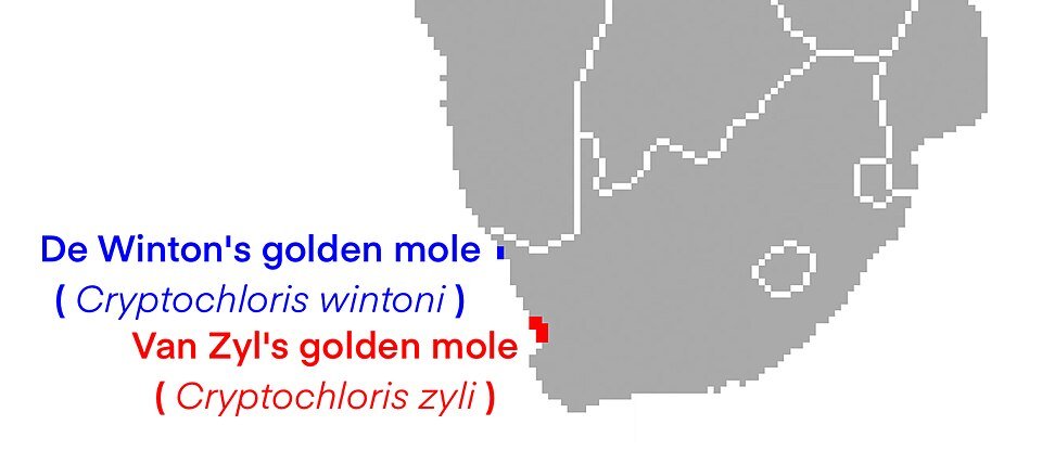 Van Zyl's Golden Mole