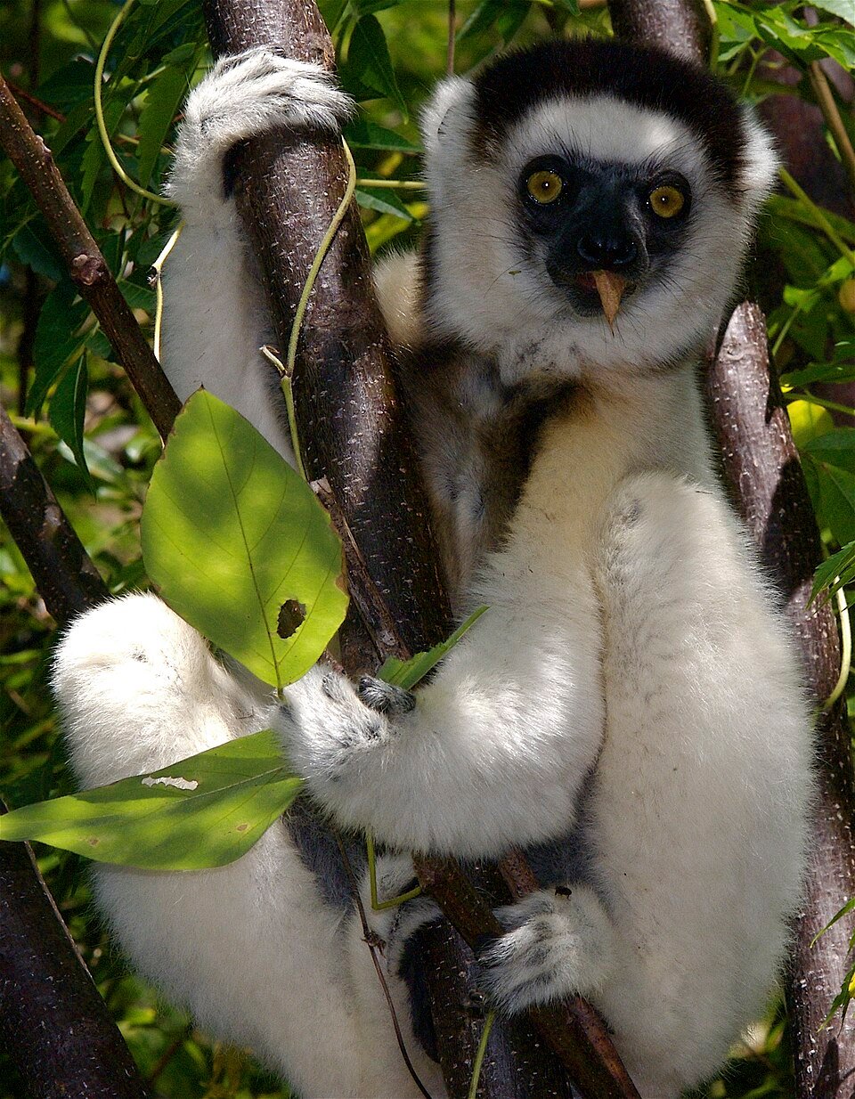 Verreaux's Sifaka