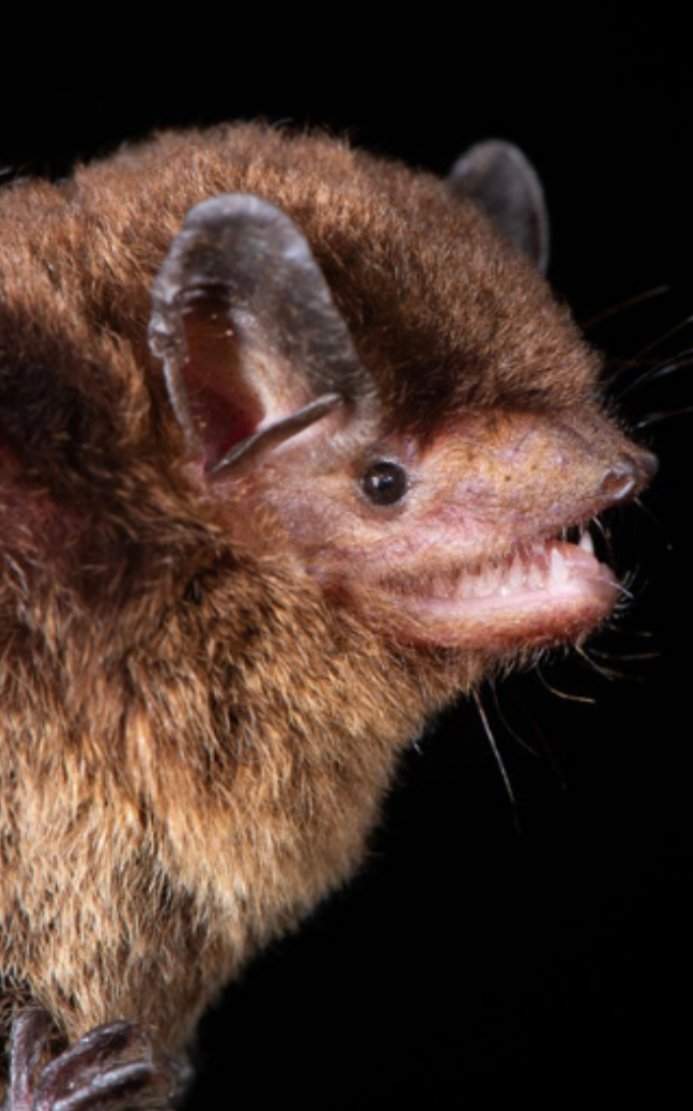 Vesper Bat