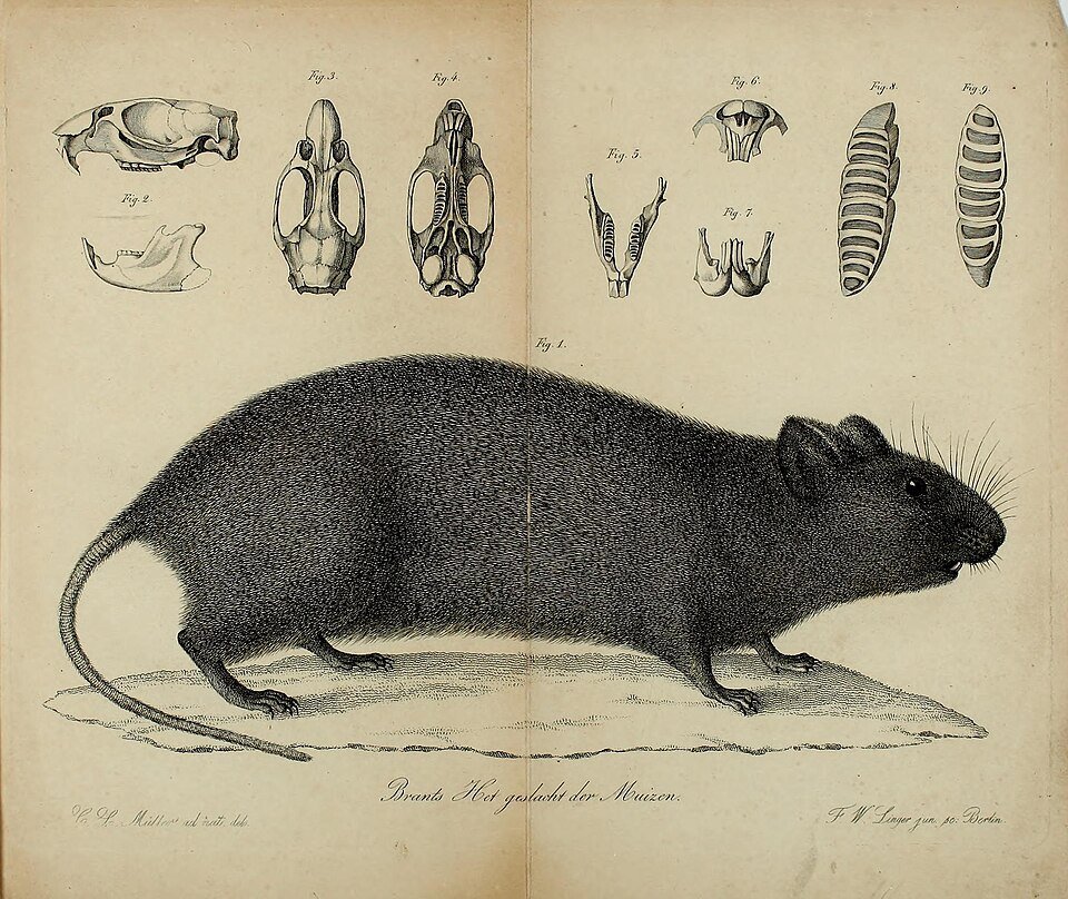 Vlei Rat