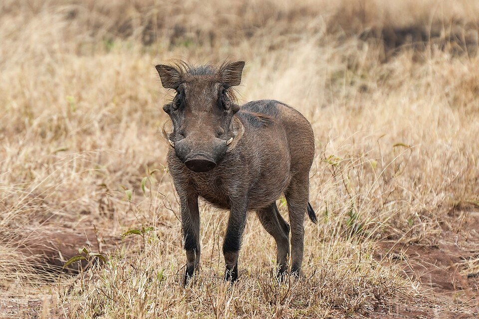Warthog