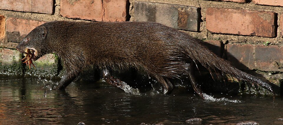Water Mongoose