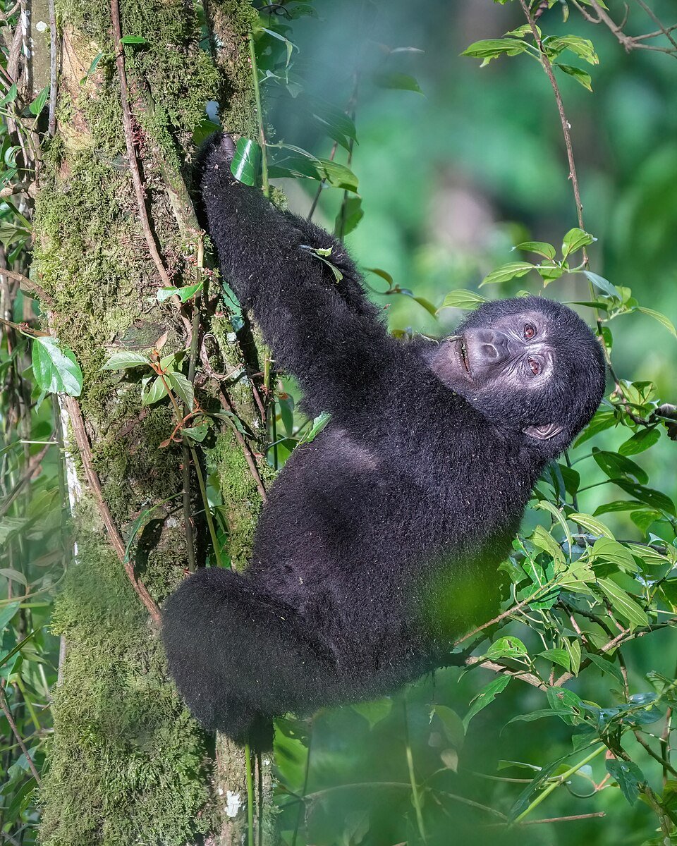 Western Gorilla
