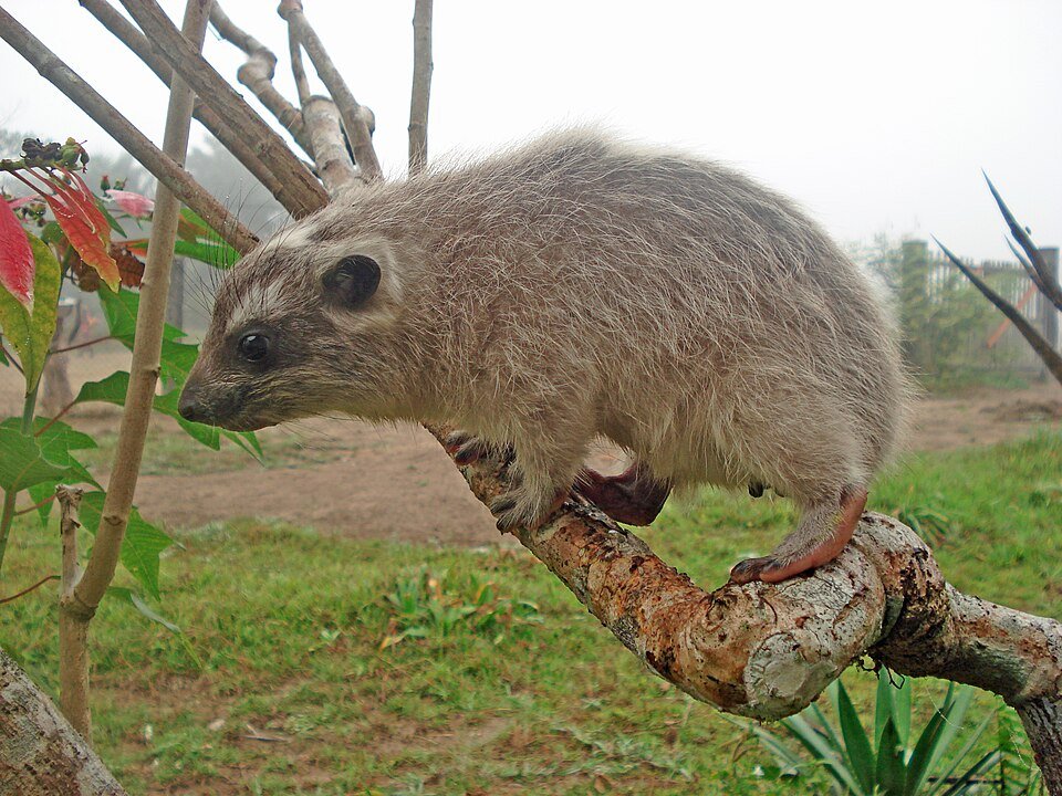 Western Tree Hyrax