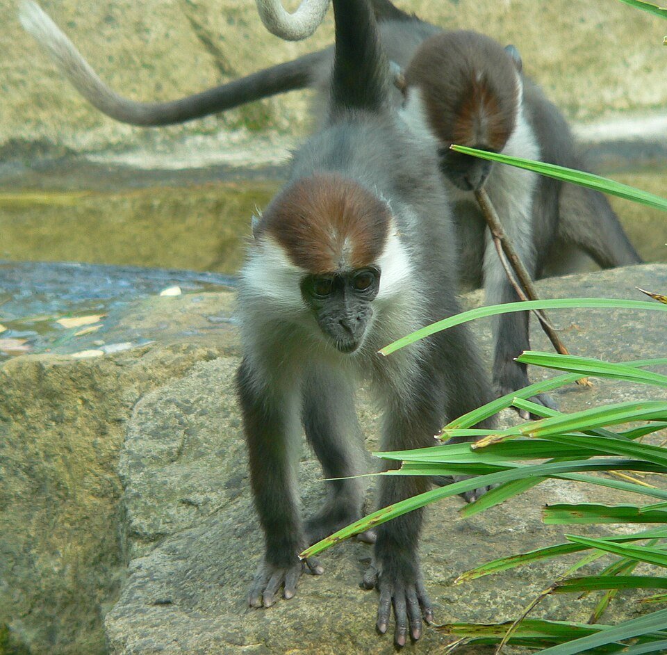 White-collared Mangabey