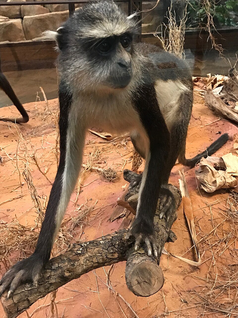 Wolf's Guenon