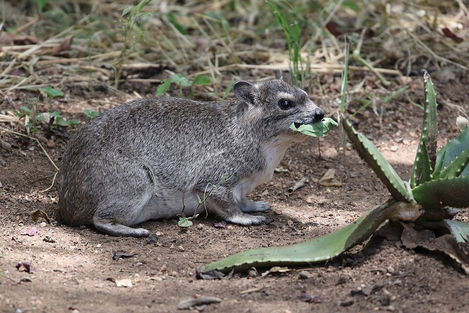 Yellow-spotted Hyrax