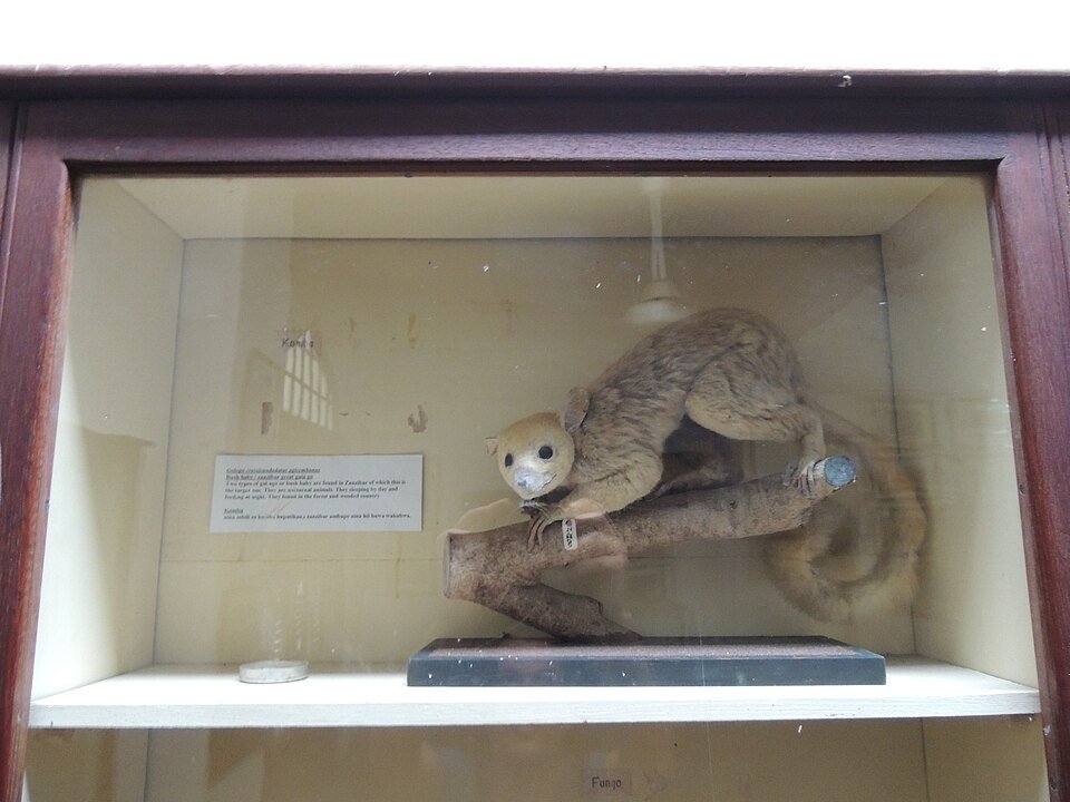 Zanzibar Bushbaby