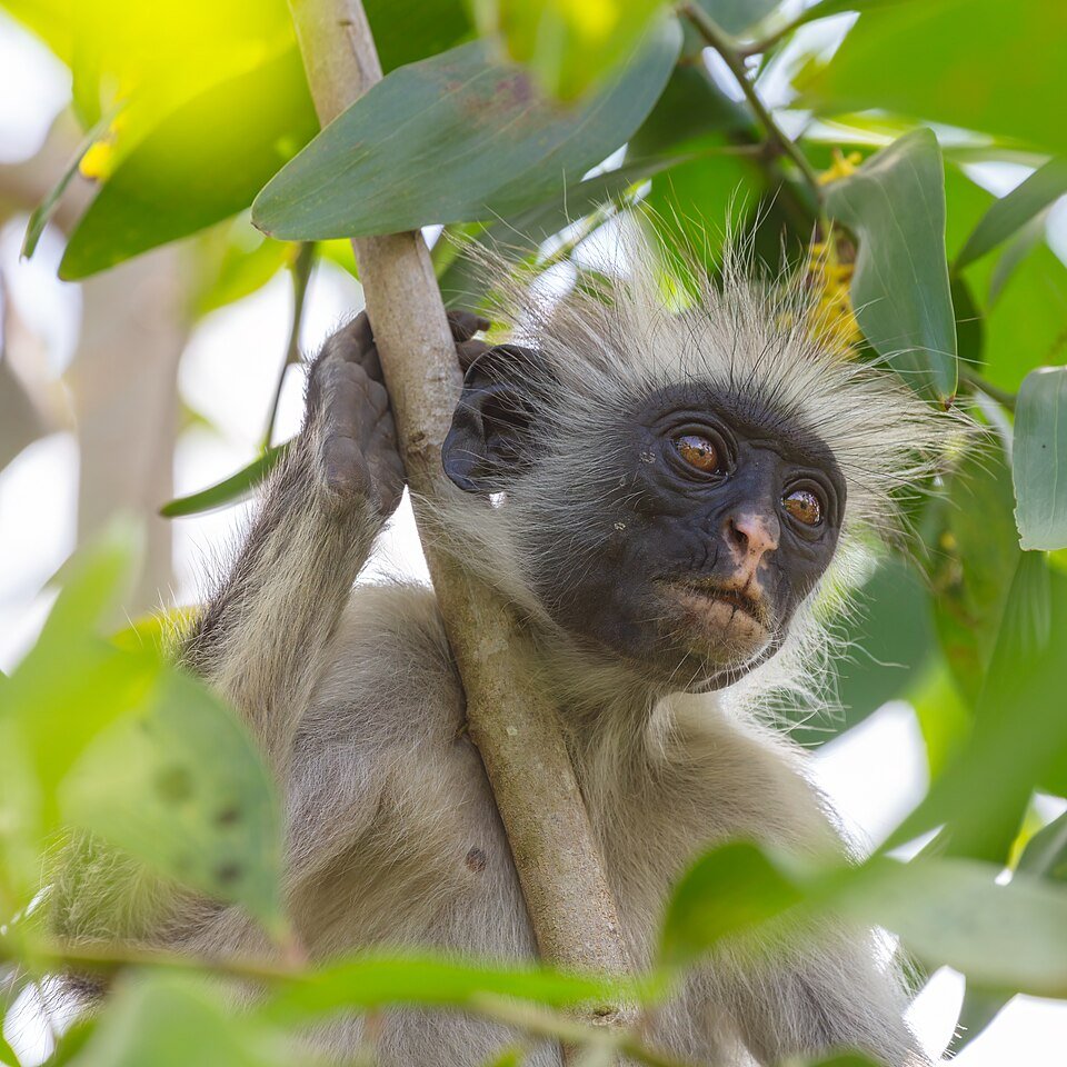Zanzibar Red Colobus