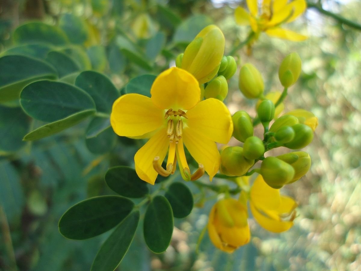 African Plants