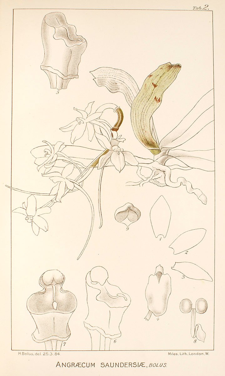 Aerangis